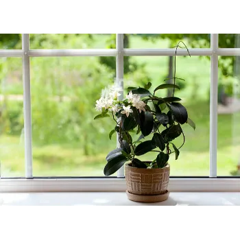 Jasmine Plants 